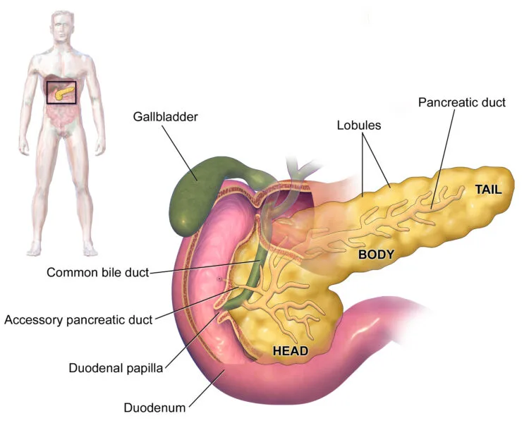 علاقة فيروس كورونا بمرض السكري, دراسة أسبانية توضح الربط بينهما 3 Blausen 0699 PancreasAnatomy2