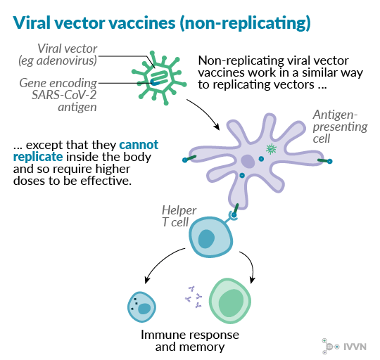 5 Non replicating vector 2