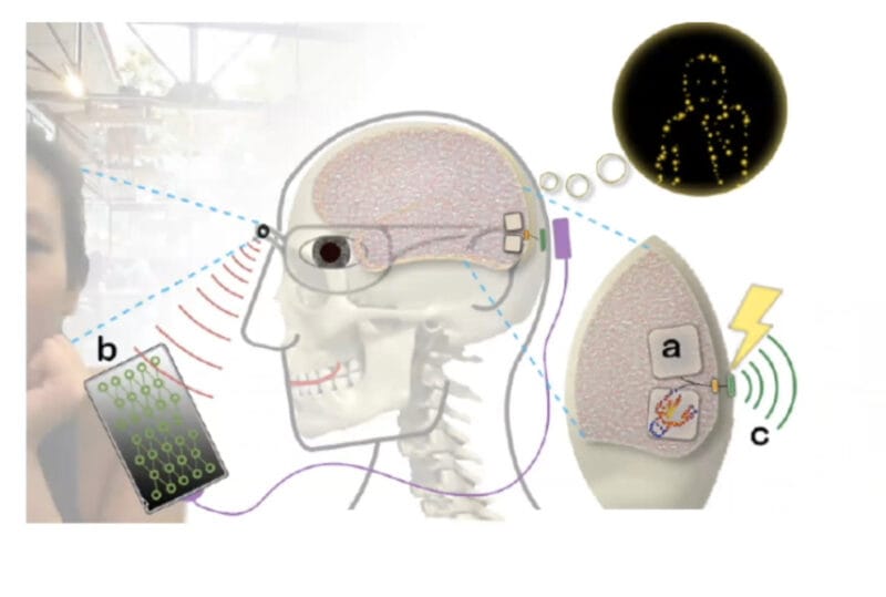 استعادة الشكل البدائي للرؤية لدى المكفوفين من خلال أرسال أشارة مباشرة للدماغ 2 rrt