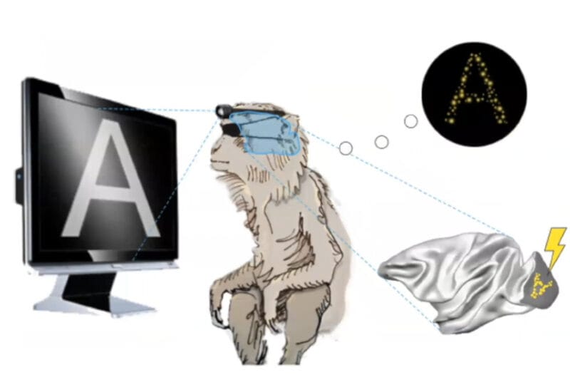 استعادة الشكل البدائي للرؤية لدى المكفوفين من خلال أرسال أشارة مباشرة للدماغ 1 image