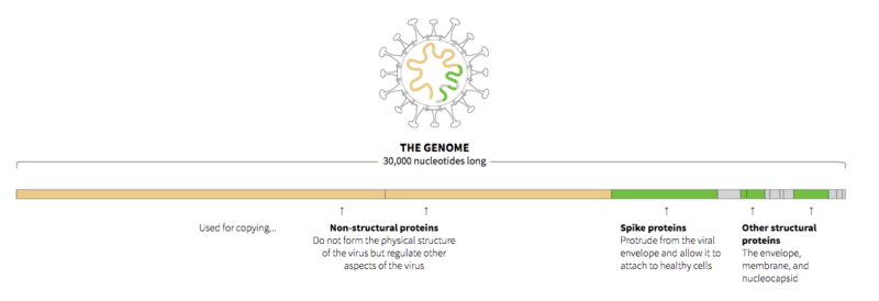 يتعامل العالم ألان مع سلالة مختلفة عن فيروس كورونا الذي أنتشر في مدينة ووهان الصينية 16 the genome