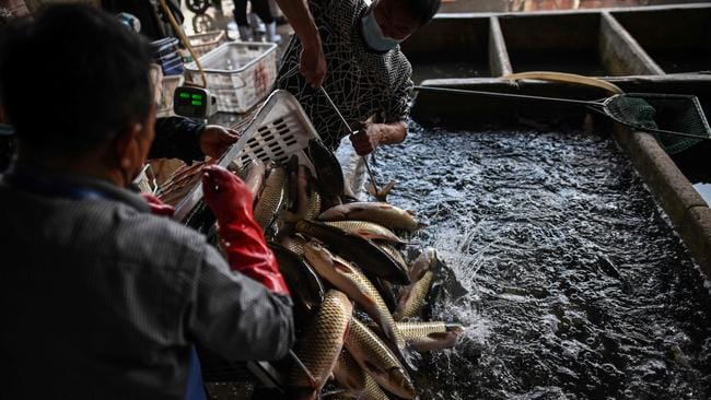 فريق منظمة الصحة العالمية على وشك مغادرة الصين بعد التحقيق في أصل فيروس كورونا...لكن ماذا وجدوا ؟ 7 b 2