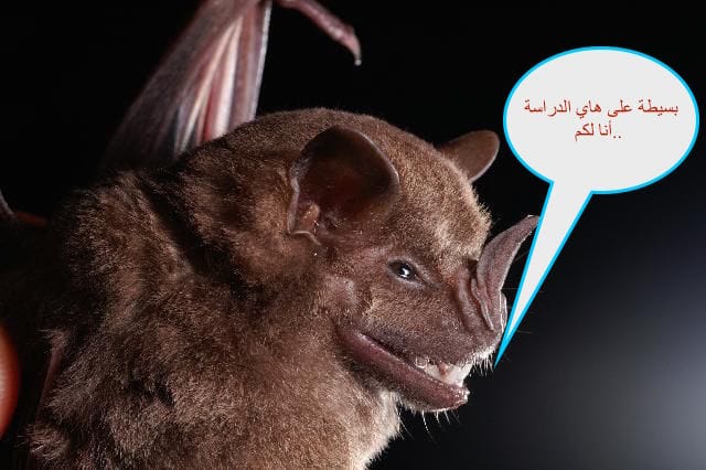 artibeus jamaicensis3