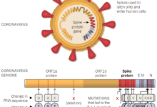 SARS-Variant-of-Concern