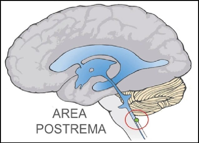 Area-Postrema-is-Anatomical-Marker-for-the-Subregion-of-NTS-of-Primary-Hypothetical
