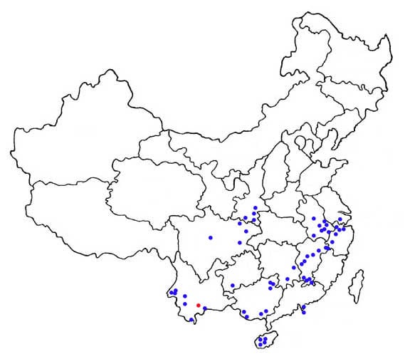 بيانات محذوفة لمصابين بـ( فيروس كورونا ) في سوق مدينة ووهان تثبت إنتشاره في وقت مبكر من سنة ٢٠١٩ في الصين ! 6 R.affinis