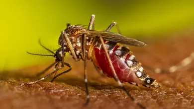 LVV7_Aedes_aegypti_Adult_Feeding_2022_030