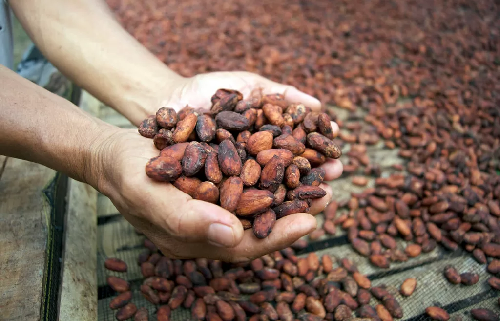 زراعة الكاكاو لم تعد حكرا على الدول الأفريقية 2 cacao dried