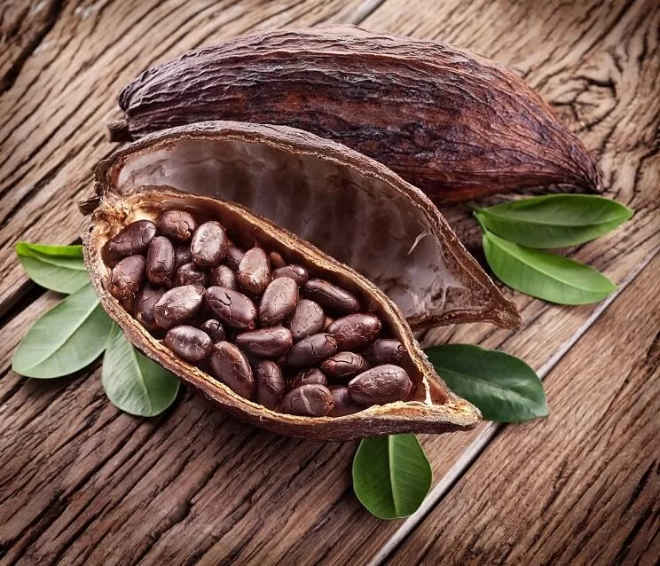 زراعة الكاكاو لم تعد حكرا على الدول الأفريقية 4 health benefits of cacao 800x800 jpg