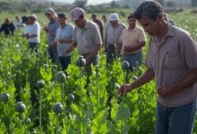 تجار الافيون في مينمار ومثلث تجارة المخدرات في أسيا 8 Mexico-Opium